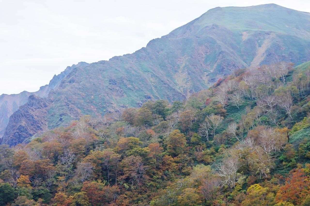 蓮峠への分岐へようやく到着
ここからは明瞭な登山道で、駆け降りていきます
