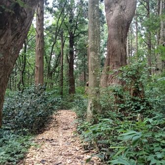 ウッドチップが敷かれてふかふか