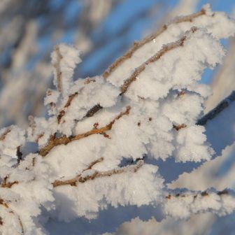 ふわふわに見える霧氷