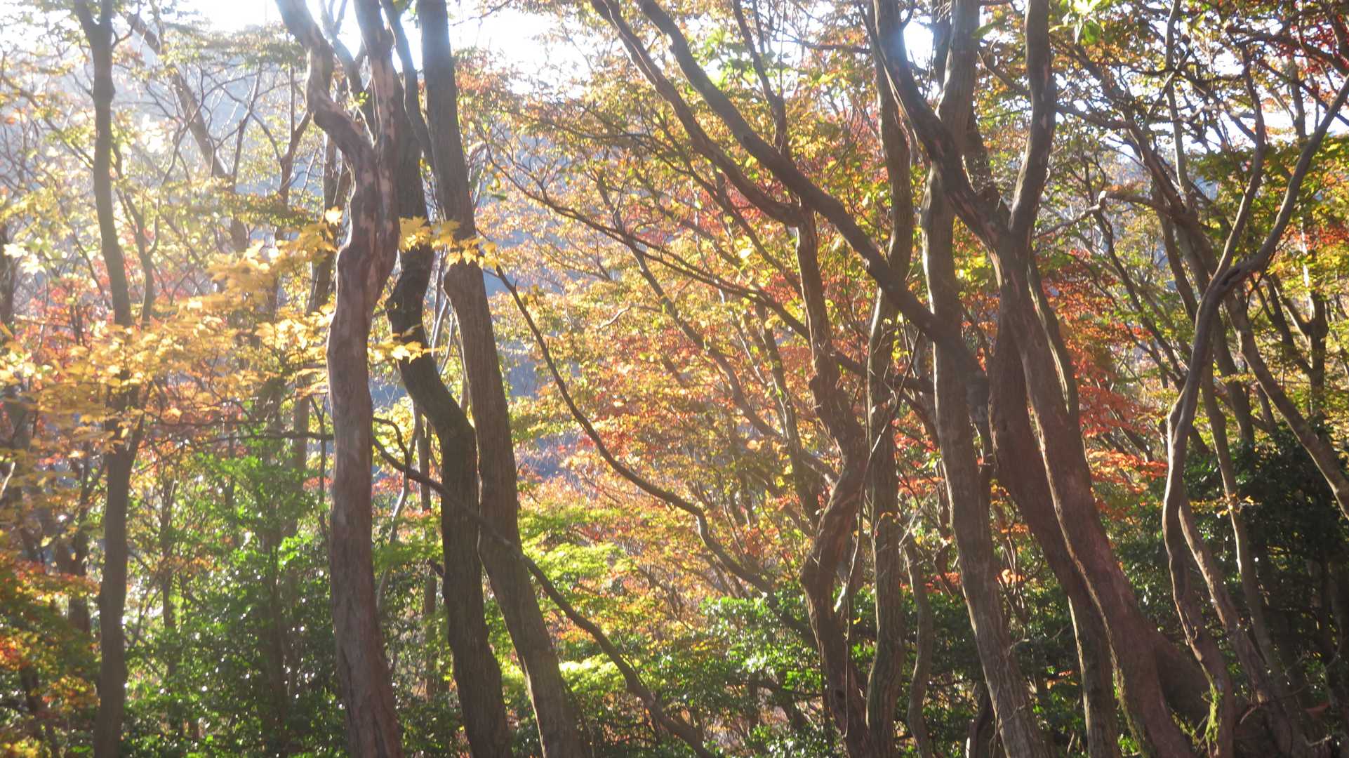 紅葉が急登の辛さを癒してくれる