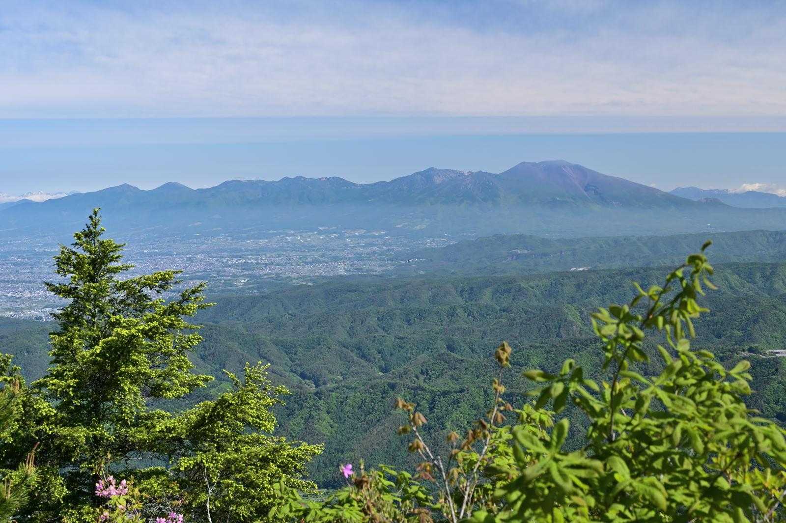 コブ太郎様3 佐久穂町 巨木と花の茂来山 Mount Morai in Sakuho, Nagano : やっぱり