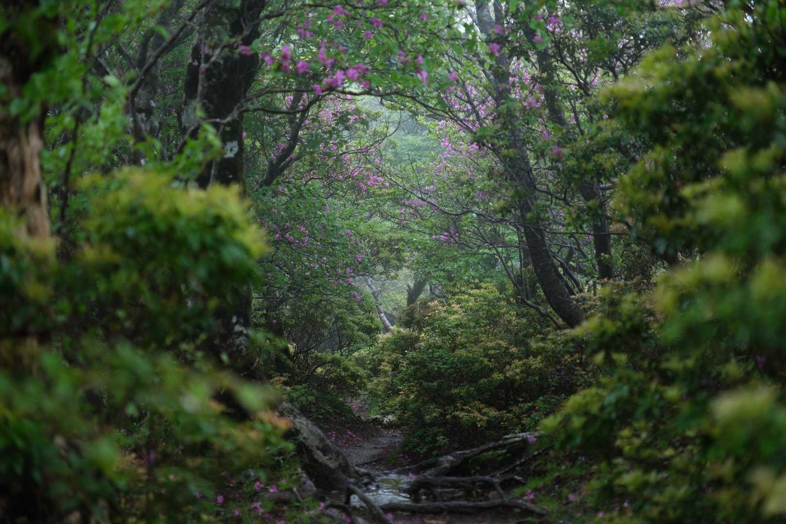 天城縦走登山口-万二郎岳-石楠立-万三郎岳-片瀬峠-小岳- 縦走コースの写真