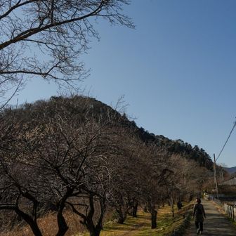 駐車場から裏高尾方面へ川沿いを歩いて行きます。
この辺、もう時期梅が見頃です♪