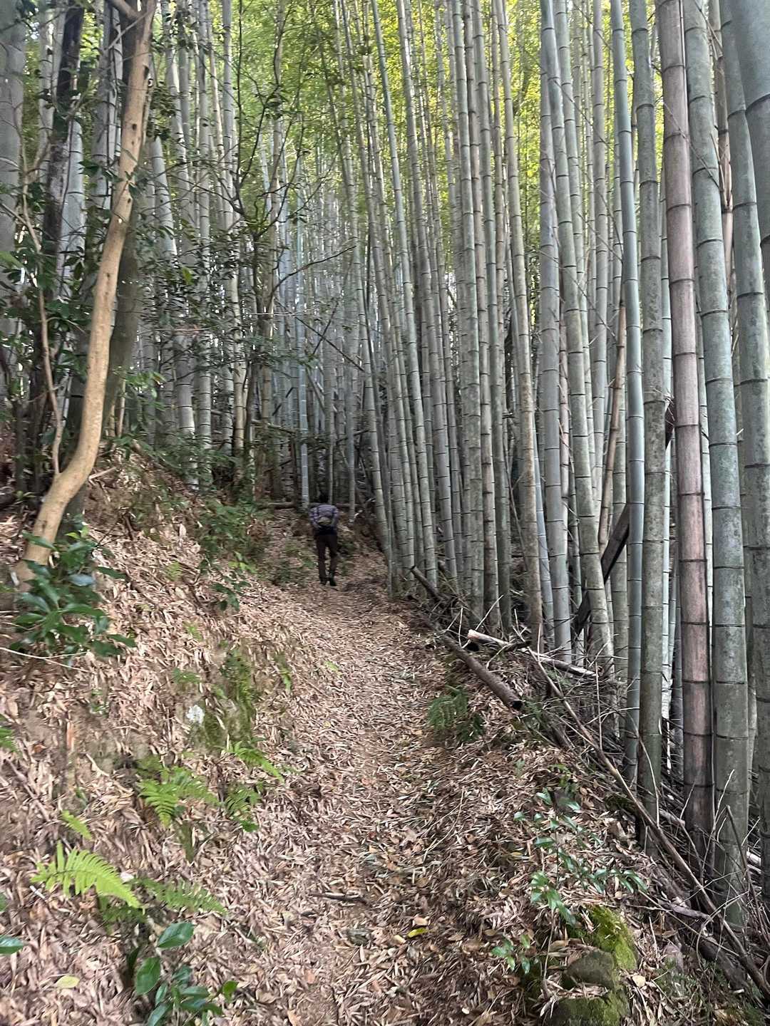 竹林🎋
キレイに整備されてる