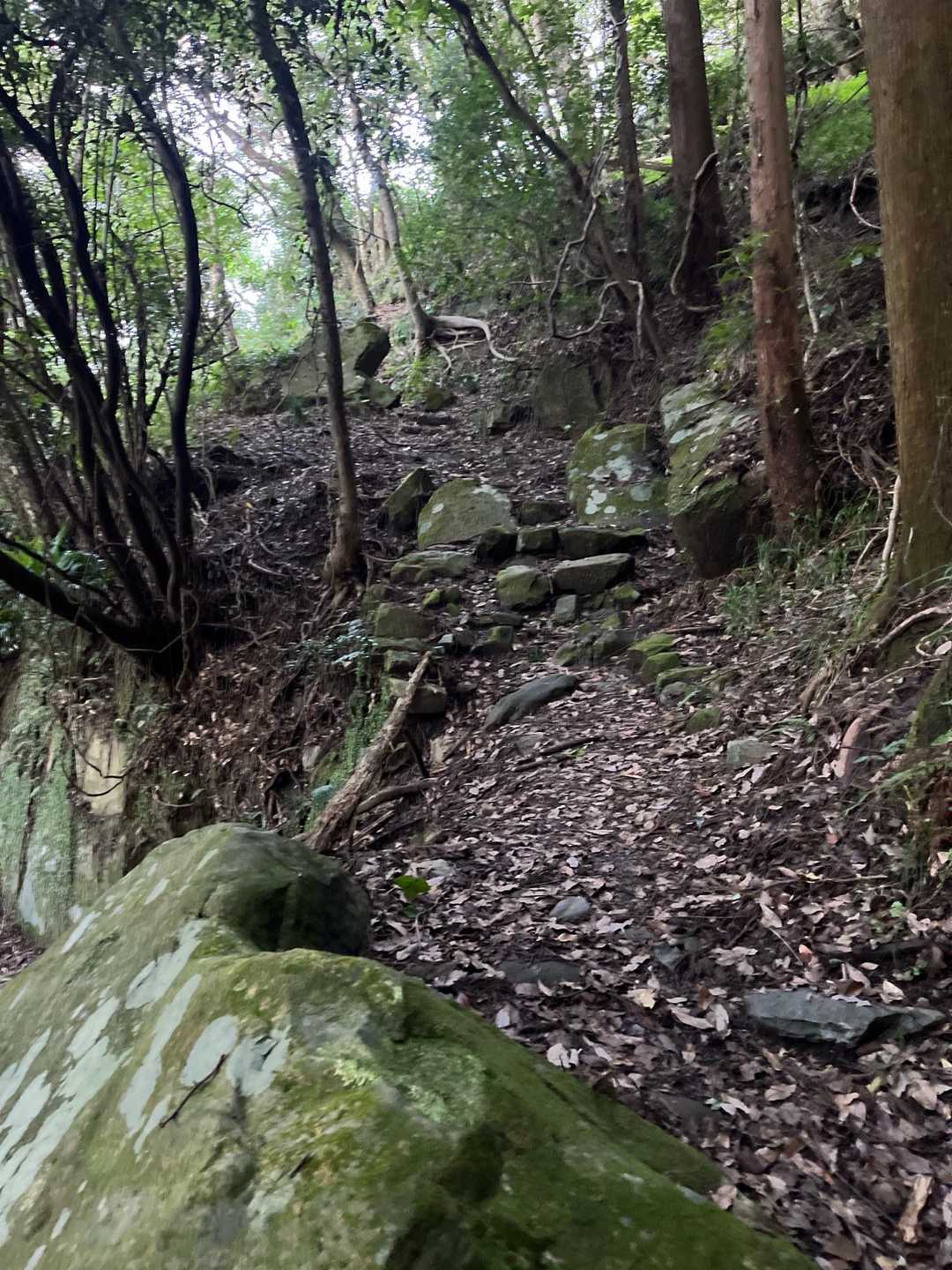 勾配もキツくなく歩きやすい登山道です