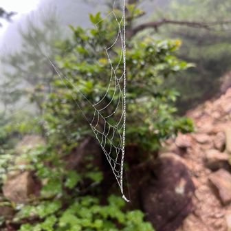 蜘蛛の巣
