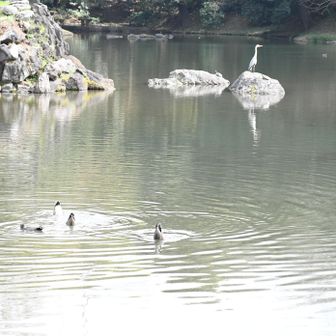 シンクロ練習ちゅ～🦆🎶
