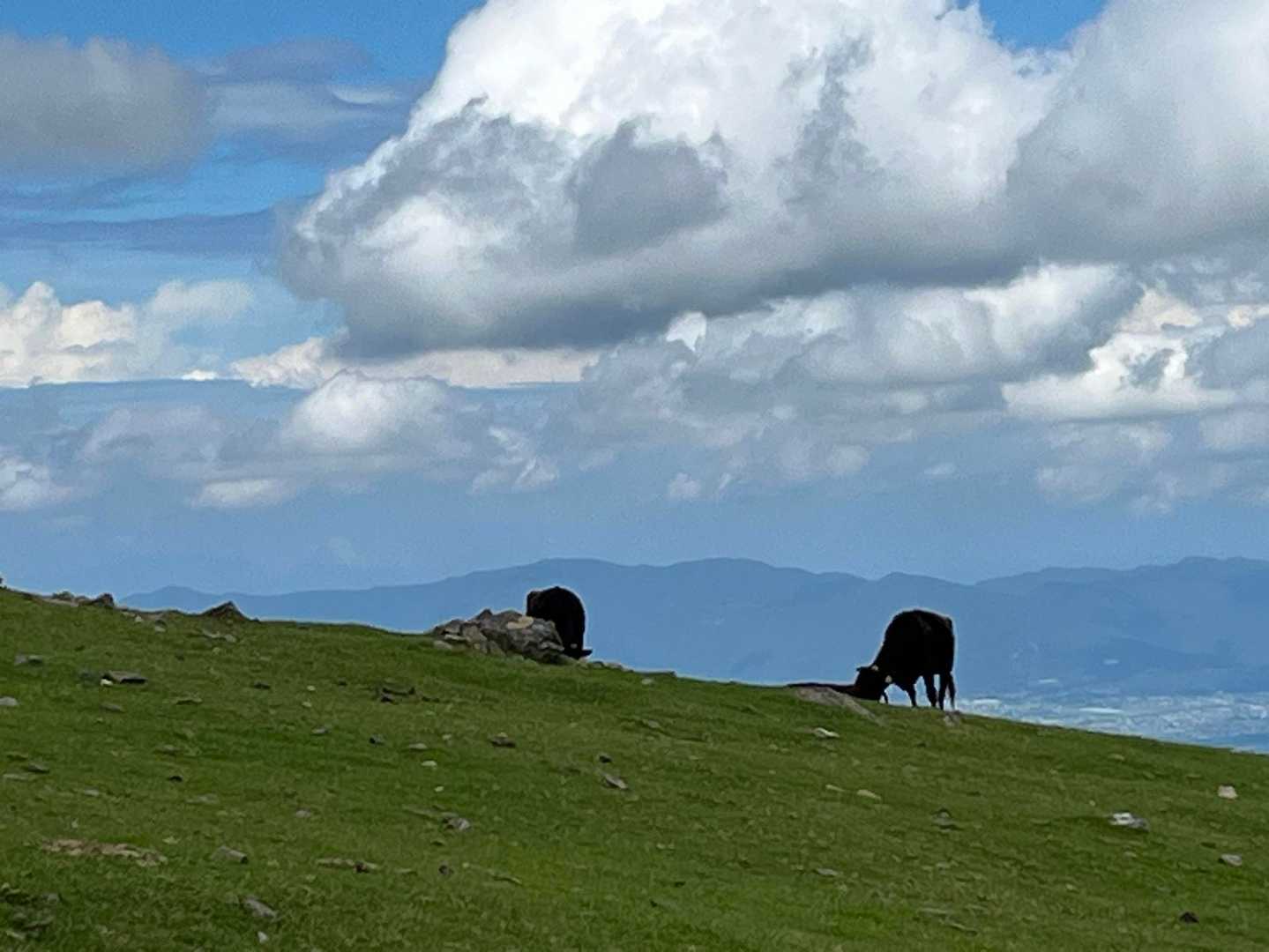 牛さん現る🐂