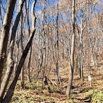 すっかり冬枯れの登山道は、日差しタップリ。