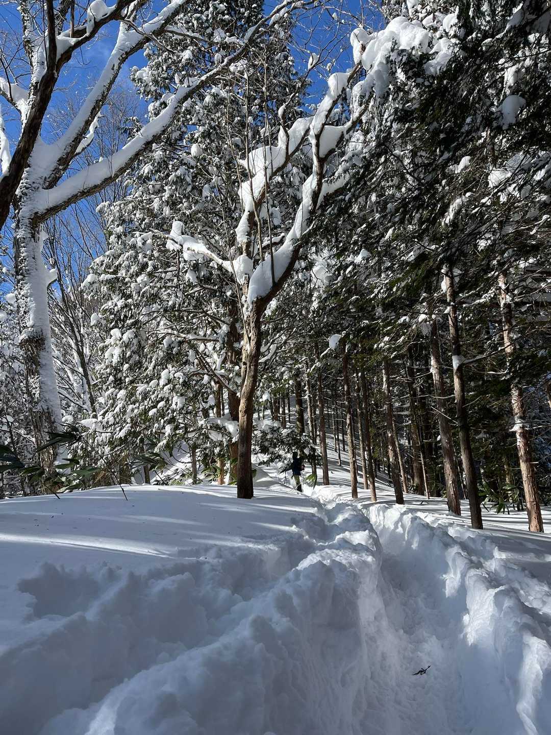 南沢山登山道入口-南沢山 往復コースの写真