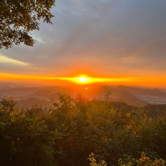 タイガーフラワー