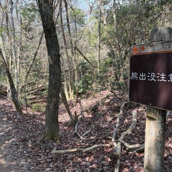 くまいないかキョロキョロしながら