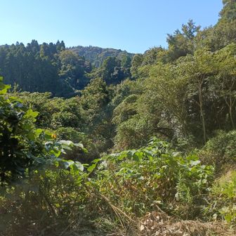 高星山も少し心配。