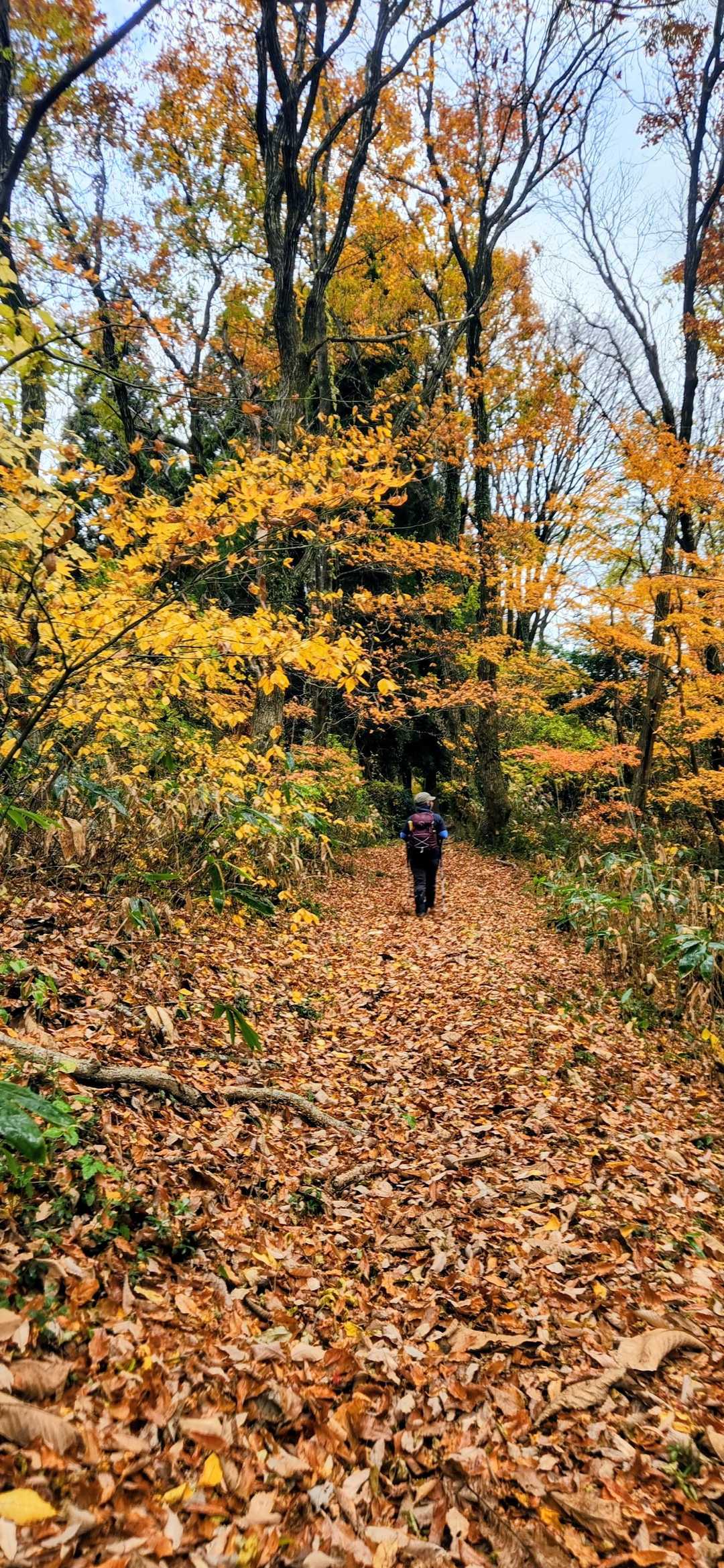 この雰囲気 🍂大好きよ

三千坊山の落ち葉の道 ほんといい✨
道も広くて歩きやすい
緩やかなアップダウンも楽しいの( *ˊᵕˋ*) 🎶
