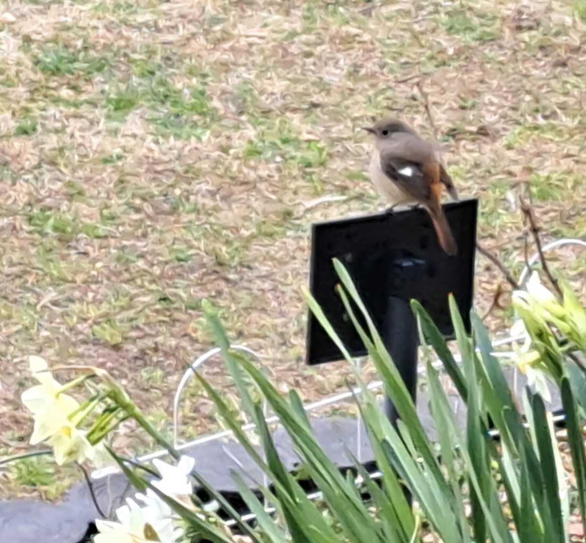 ジョウビタキさん？