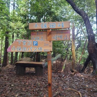 嵯峨山と小鋸山との分岐