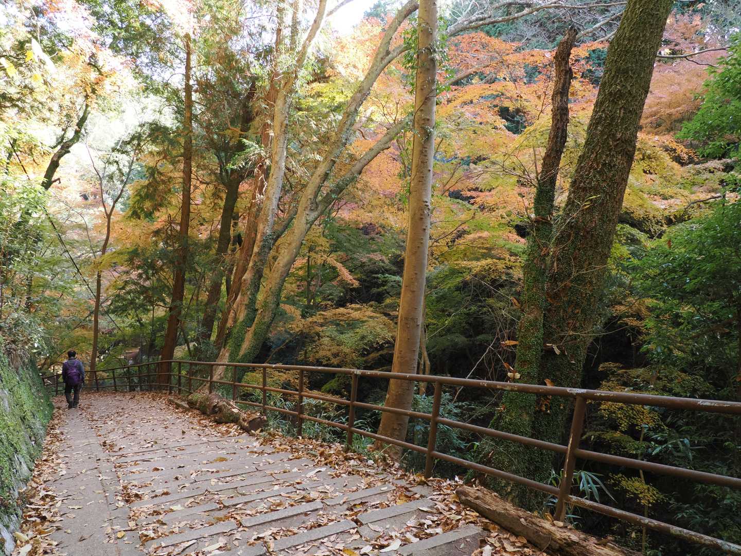 堰堤を超えて下る所も、圧巻の🍁🍂

大勢の人とすれ違ったんですが、結構外国語が聞こえてくるのには驚き。日本の観光者っぽい人はあまり見ないのに、外国人は観光で訪れるの！と。