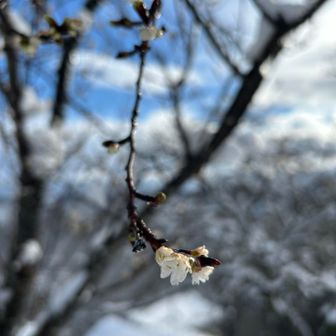 こんな時期に⁉︎二季咲きのサクラだそう。かわいい