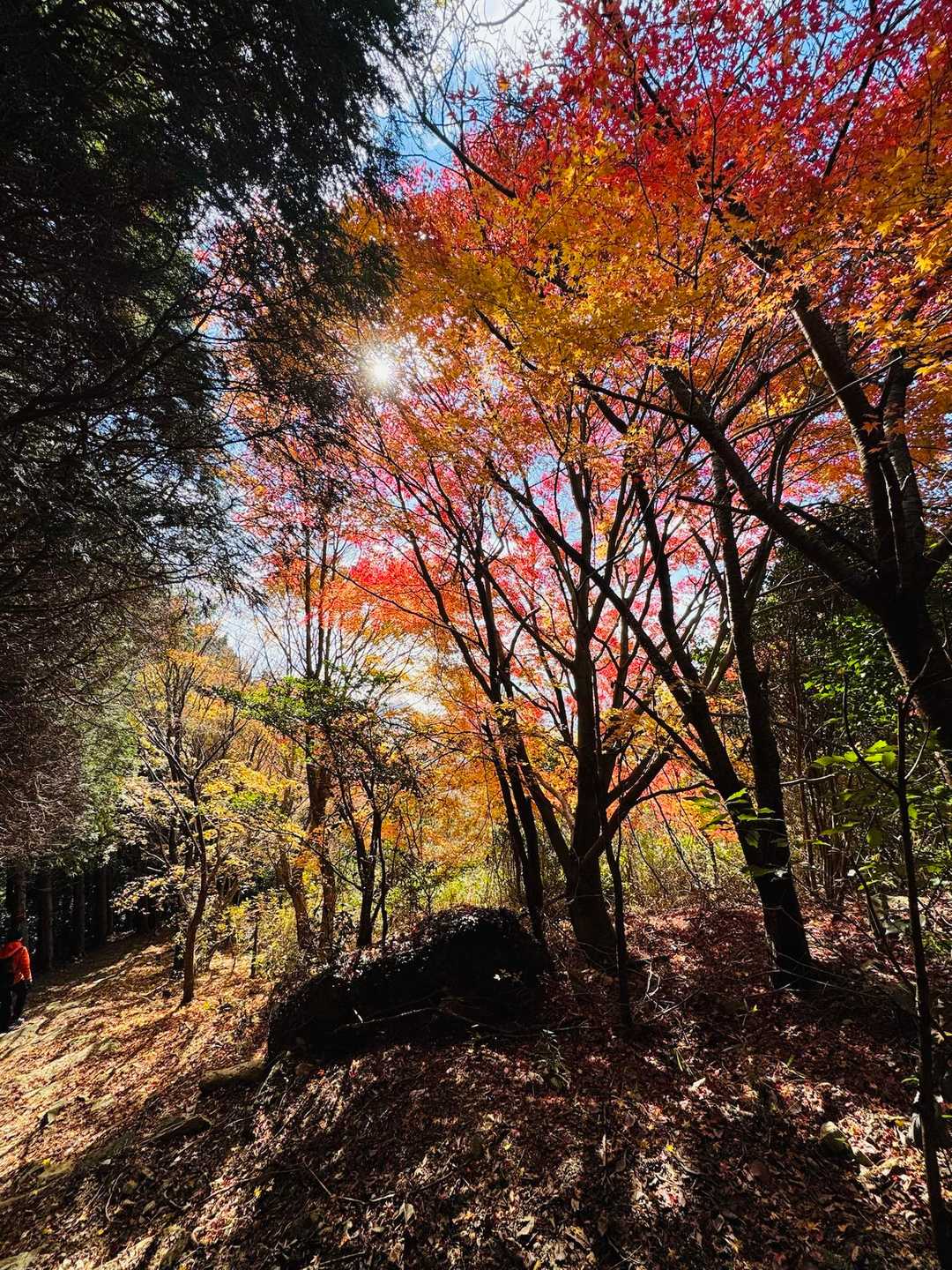灰ヶ峰 周回コースの写真