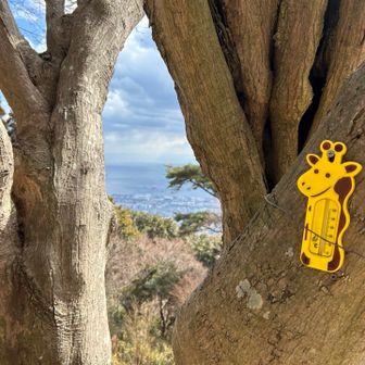 はっちゃんママ