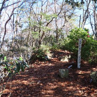 山頂三角点、周辺には石楠花が多い。