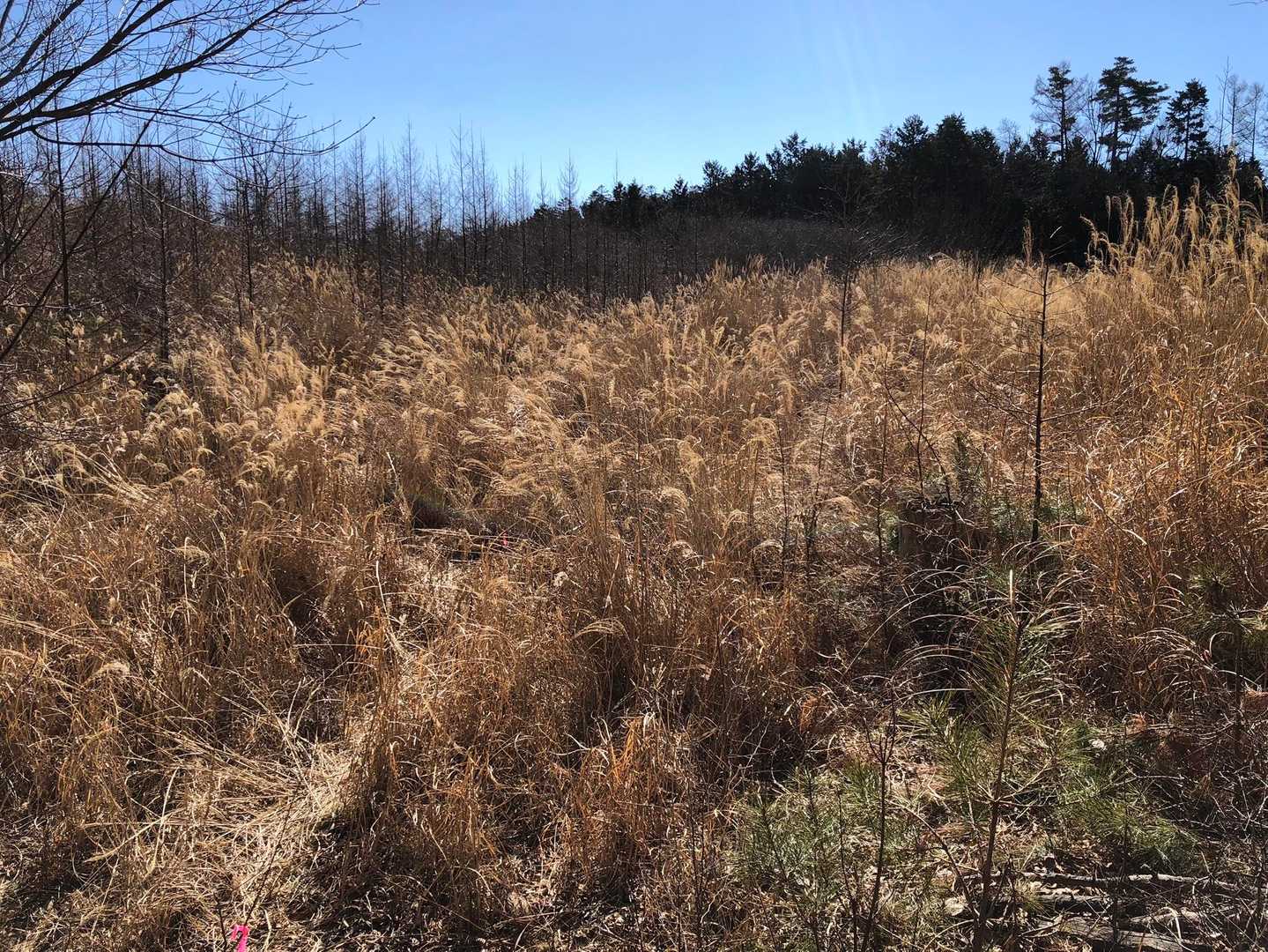 通過後、振り返って撮影
ススキ🌾の群生地を抜けました。
冬なら楽に通過可能ですよ。