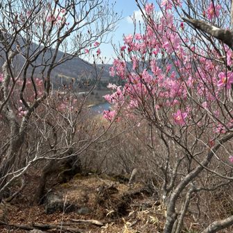 アカヤシオと覚満淵
お花の下で若者数人が休憩してました。
ここでお花見🌸センスいい👍