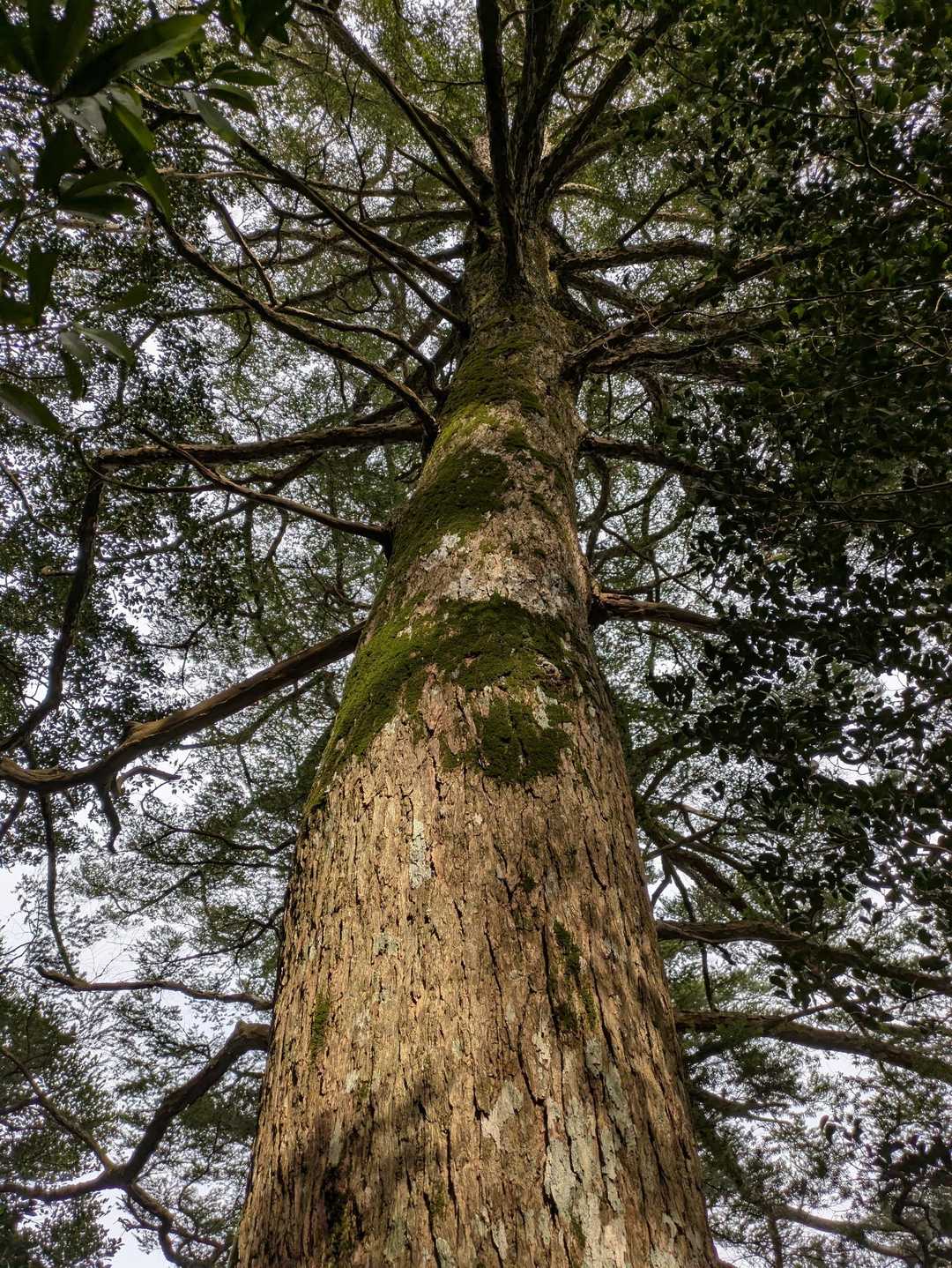 花切山 往復コースの写真