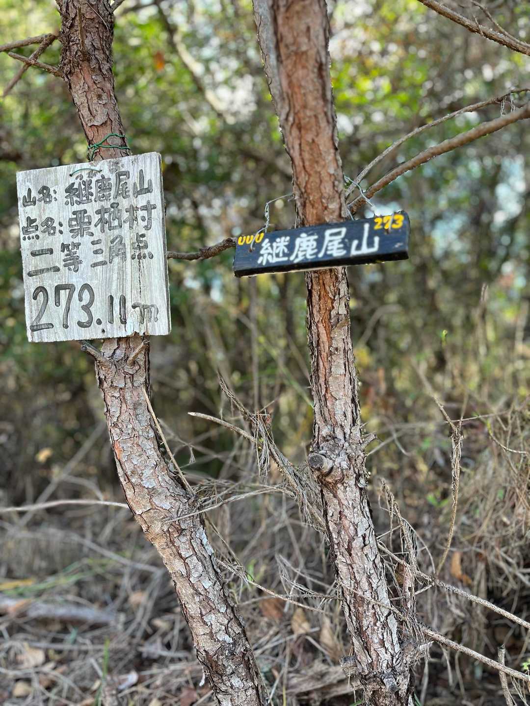 継鹿尾山に着いた