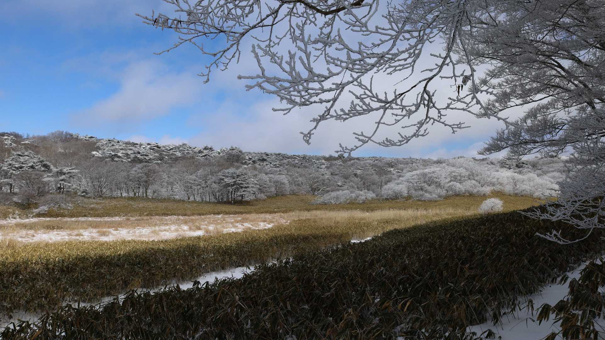 北側の霧氷の林が綺麗
