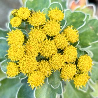 イソギク。
こんな可愛いお花🌼が咲いてました。