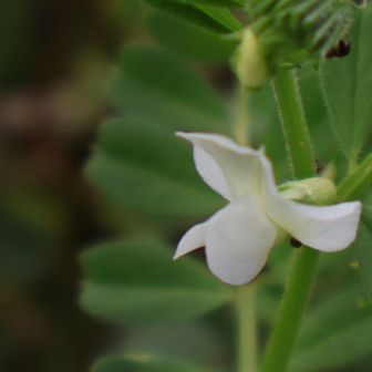 下をむくと目に入ってきた花
名前わからずです