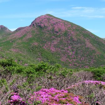 中岳、山頂付近、こんなにミヤマキリシマがあったとは、