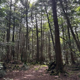 静かな樹海に差し込む木漏れ日