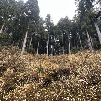 2年前も撮ったこの景色😍
ブルーじゃないけど、満開でgood👍