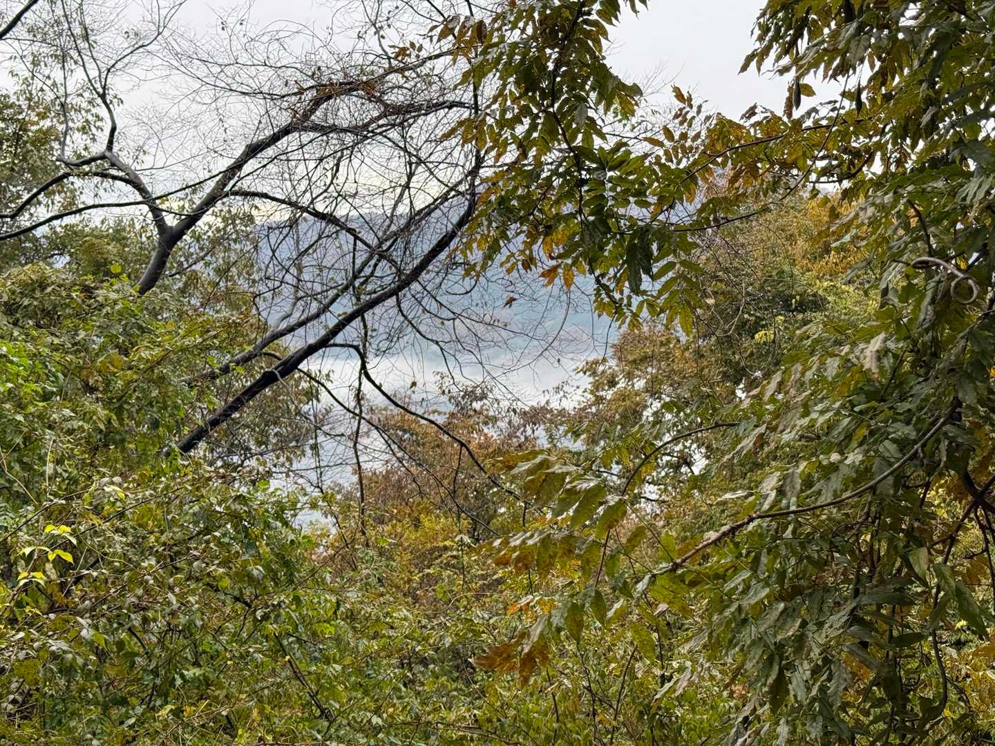 このあたりは標高1,000mにも満たないところですが、雲はその下に☁️