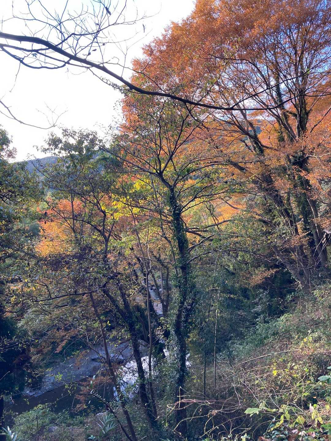 川沿いの紅葉