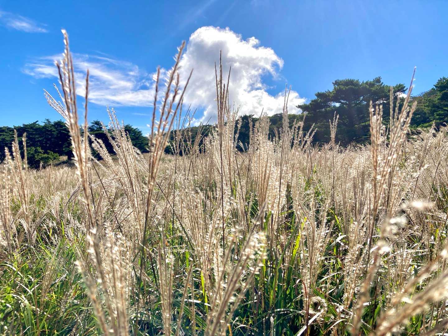 ✨️🌾🤩