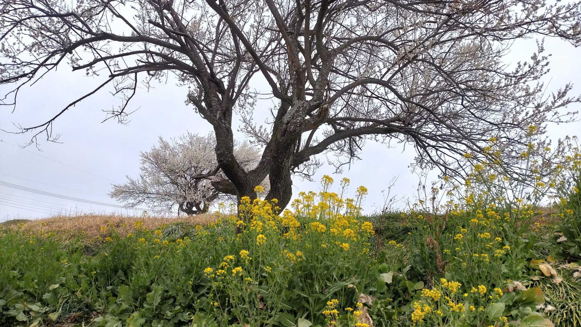 菜の花と梅の花。
春らしい風景。