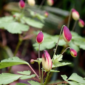 一枚だけ赤いのが可愛い。