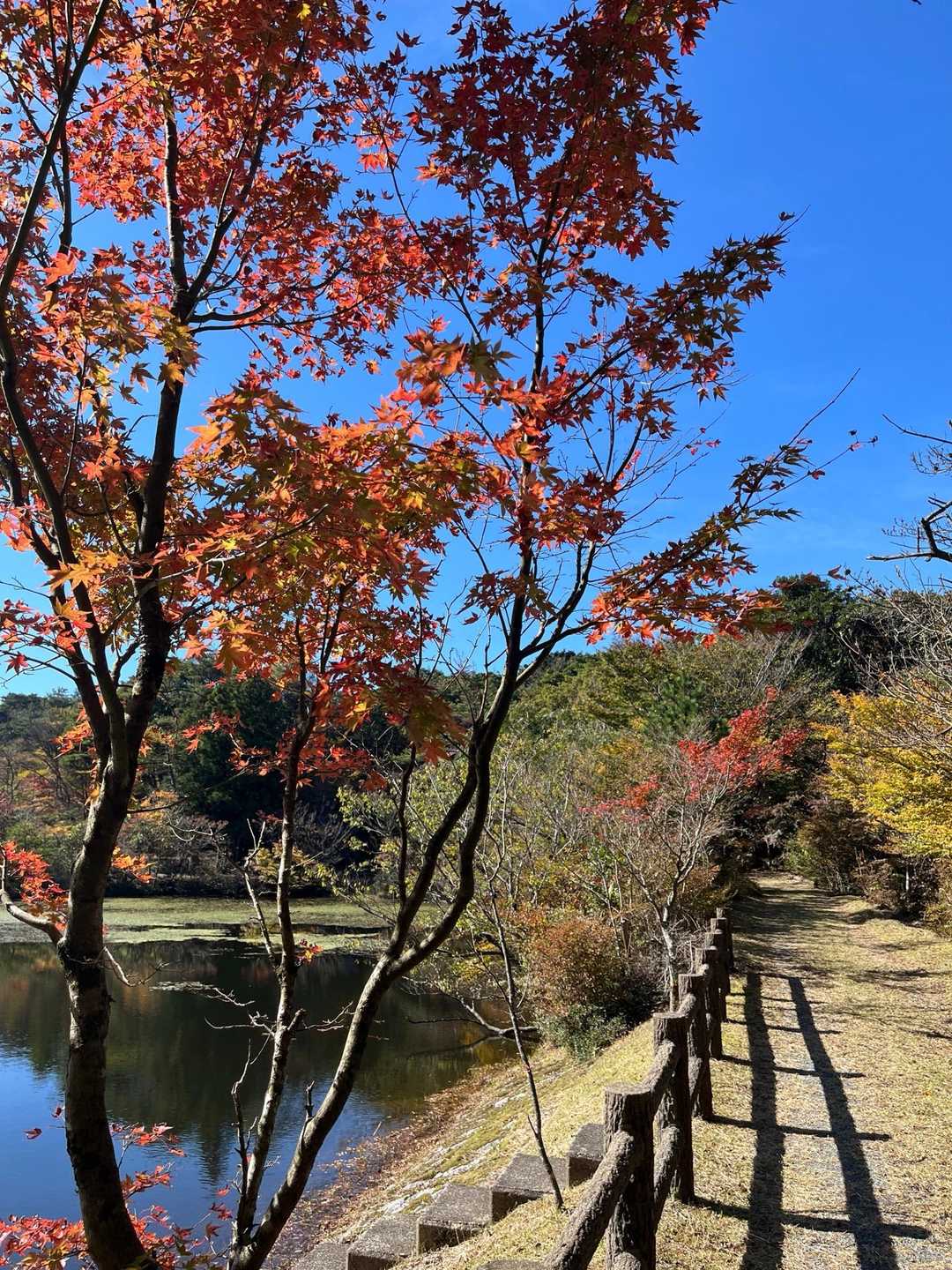 すっかり秋です🍂
作礼山ありがとう（^人^）