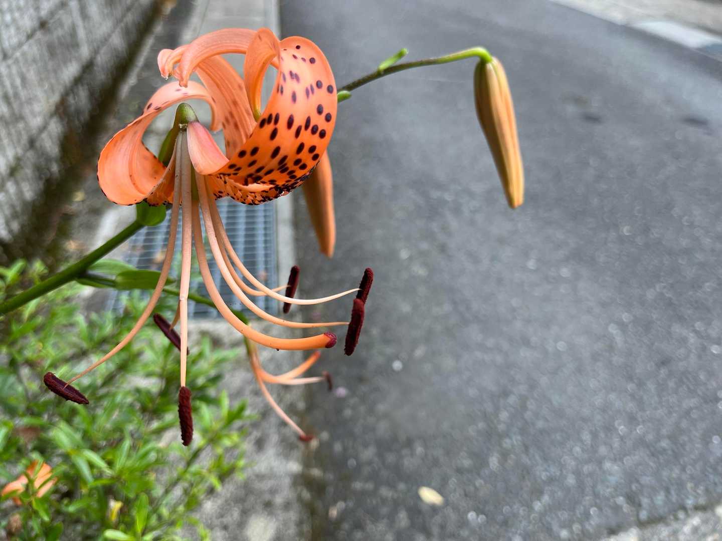 草間彌生さんを思い出すドット柄の鬼百合