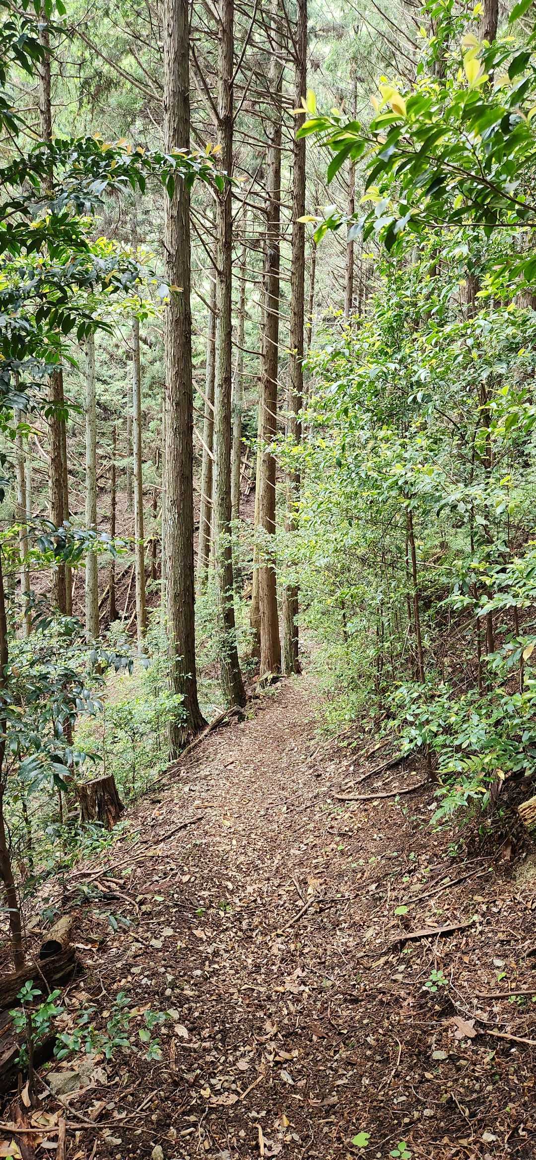 良き良き🌿