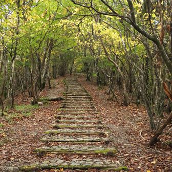 苔むした石段を登って行きます