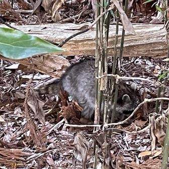 あ！アライグマがいる🦝