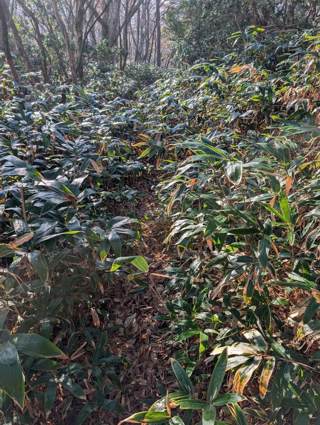 藪がどんどん深く高くなっていきます😅
その割に登山客は多かった。朝露で服も濡れてきました🥲