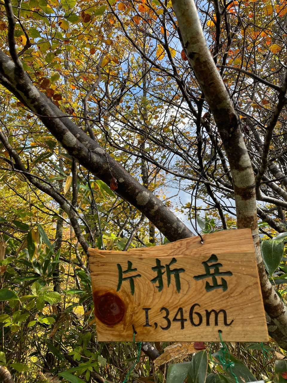 新しい看板です♪