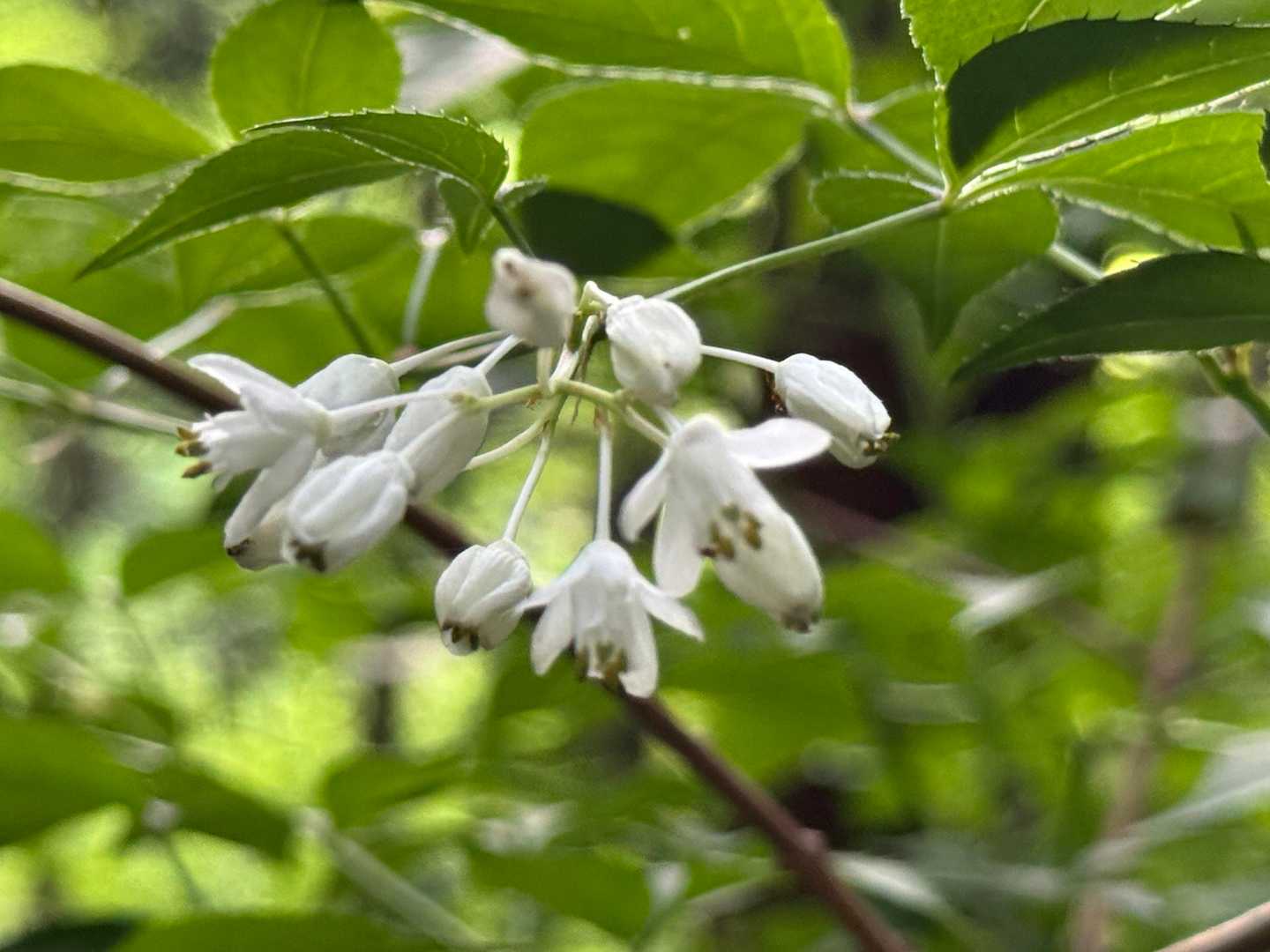 ミツバウツギでしょうか？