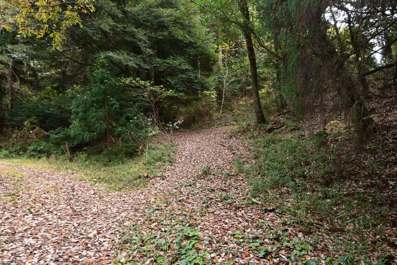 ここから登山道に入ります。