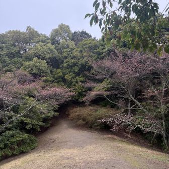 月見山の桜は一部咲き🌸